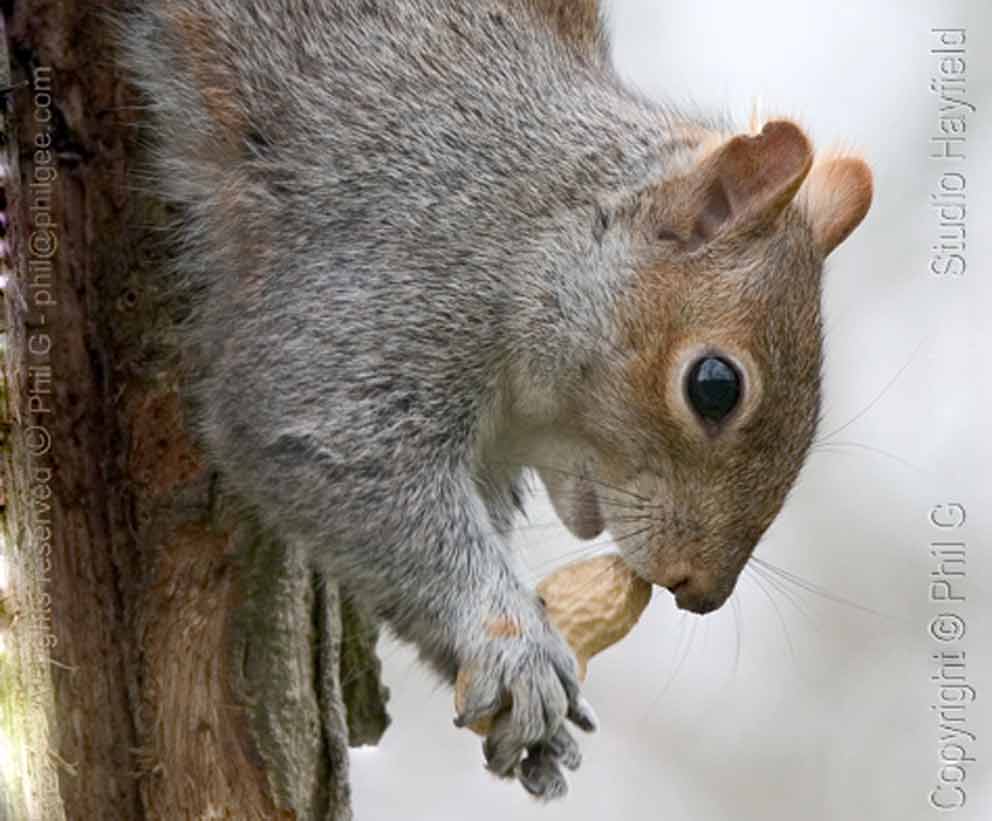Nuts again © Phil Gee